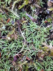 Bryoerythrophyllum recurvirostrum