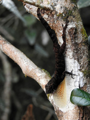 Anolis allogus