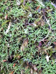 Bryoerythrophyllum recurvirostrum