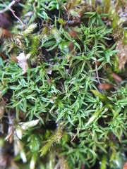 Bryoerythrophyllum recurvirostrum
