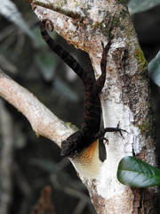 Anolis allogus