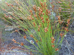 Elegia hookeriana