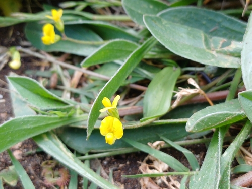 Caterpillar-plant (Scorpiurus muricatus)