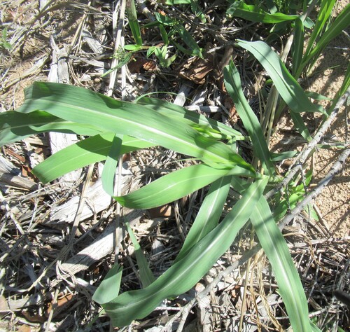 Johnson grass (Sorghum halepense)