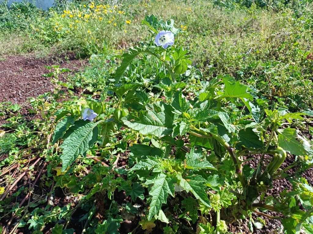 Nicandra physalodes, 9100-152 Santa Kruzas, Portugalija