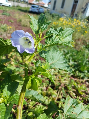 Nicandra physalodes