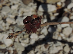 Andricus dentimitratus