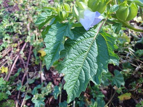 Nicandra physalodes