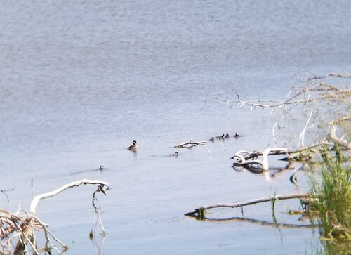 Bufflehead photographed in North Dakota