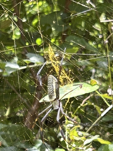 Golden Silk Spider