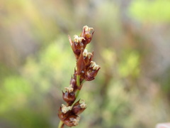 Elegia hookeriana