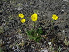 Potentilla uniflora