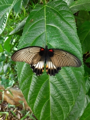 Papilio memnon