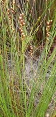 Elegia hookeriana
