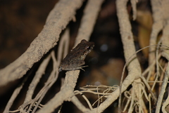 Craugastor fitzingeri