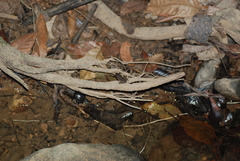 Craugastor fitzingeri