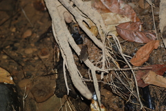 Craugastor fitzingeri