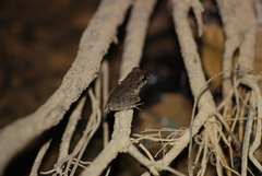 Craugastor fitzingeri