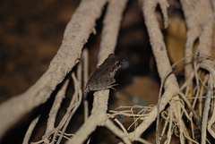 Craugastor fitzingeri