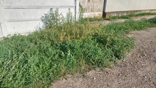 Field Dodder (Cuscuta campestris)