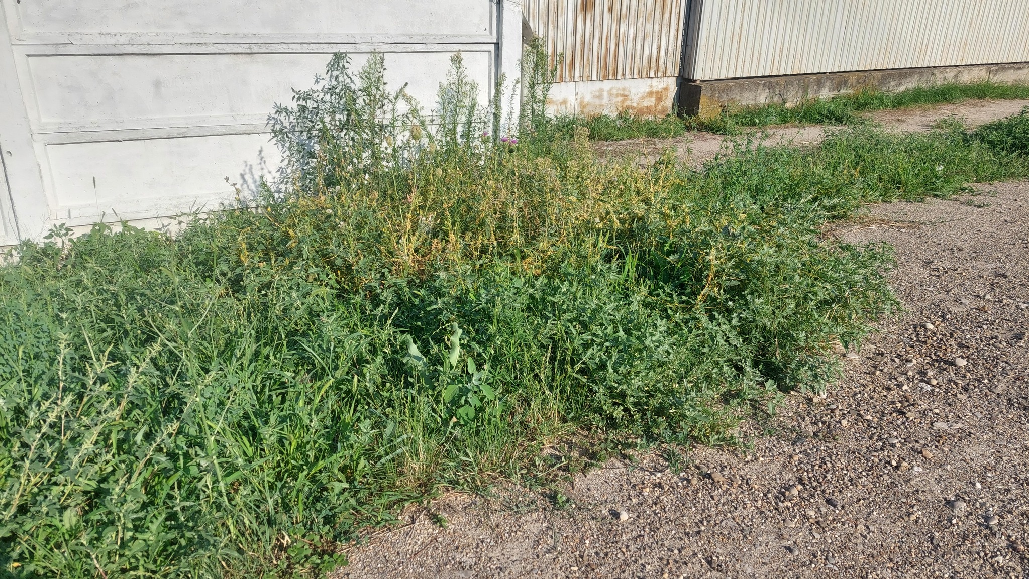 Field Dodder (Cuscuta campestris)