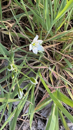 Ornithogalum divergens (Ornithogalum divergens)