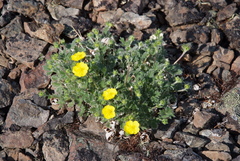 Potentilla uniflora