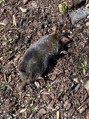 Hairy-tailed Mole observed by momixer