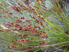 Elegia hookeriana