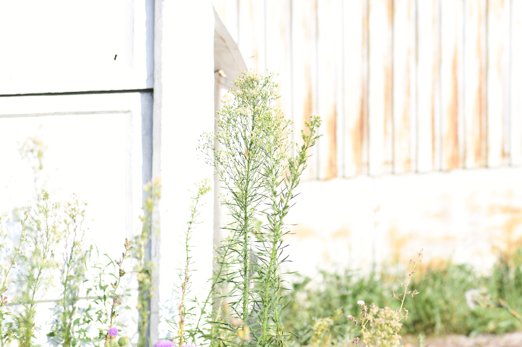 Horseweed (Erigeron canadensis)