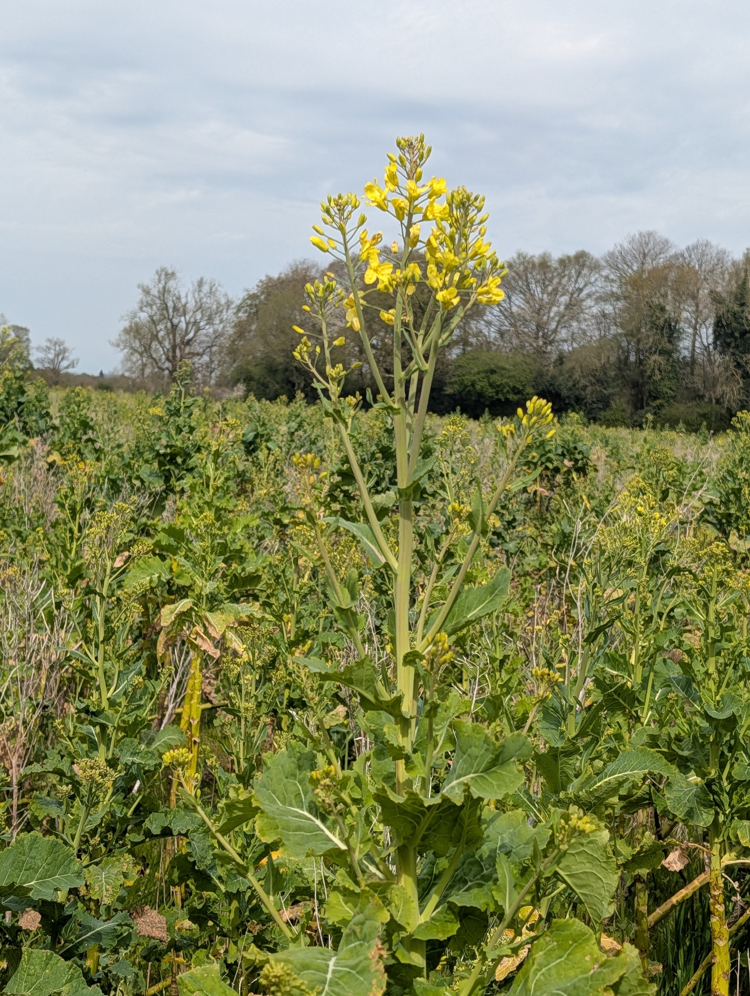 Brussels Sprouts (Brassica oleracea)