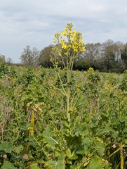 Chou De Bruxelles (Brassica oleracea)