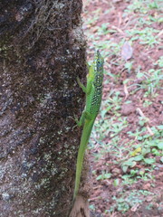 Anolis roquet