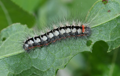 Acronicta cinerea