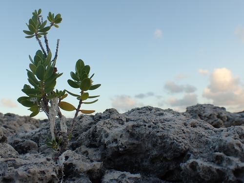 Pemphis acidula observed 2026-04-03