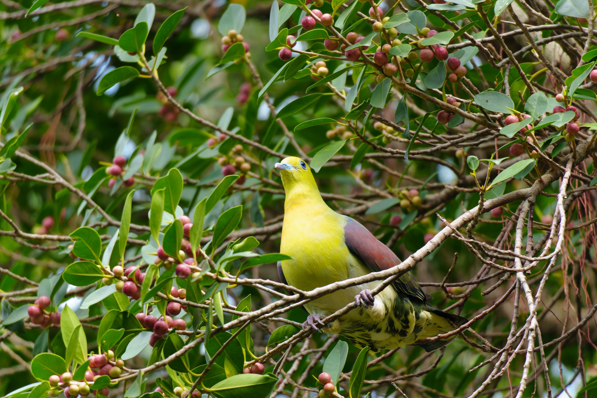 White-bellied Green Pigeon (Treron sieboldii), photo 8