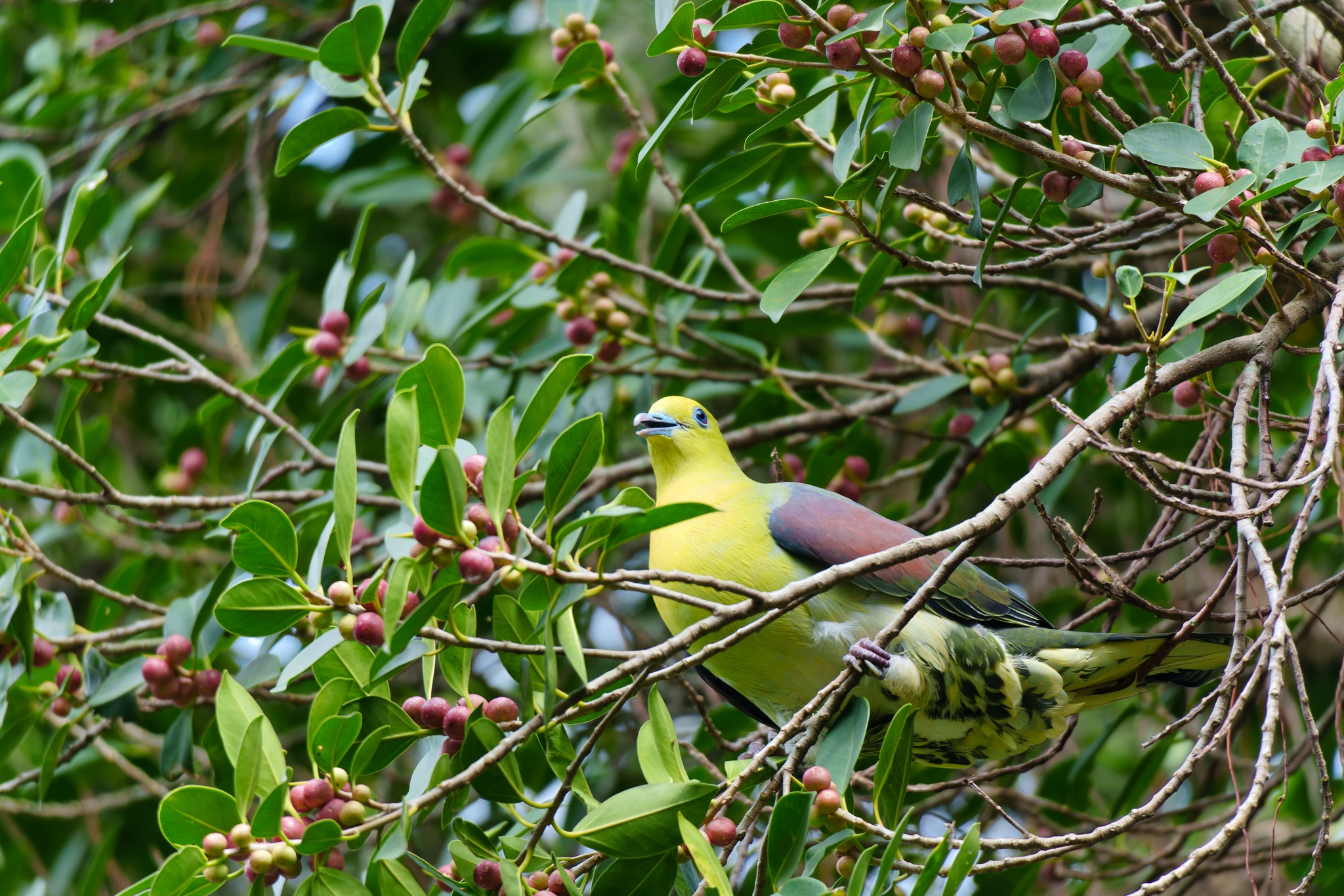 White-bellied Green Pigeon (Treron sieboldii), photo 7
