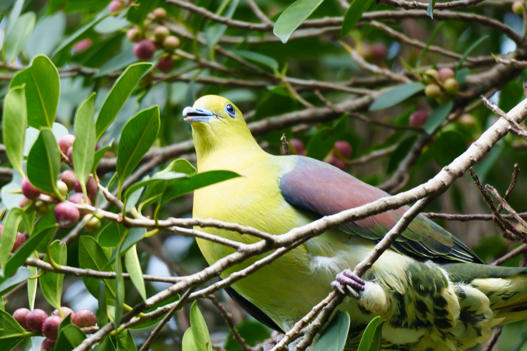 White-bellied Green Pigeon (Treron sieboldii), photo 6