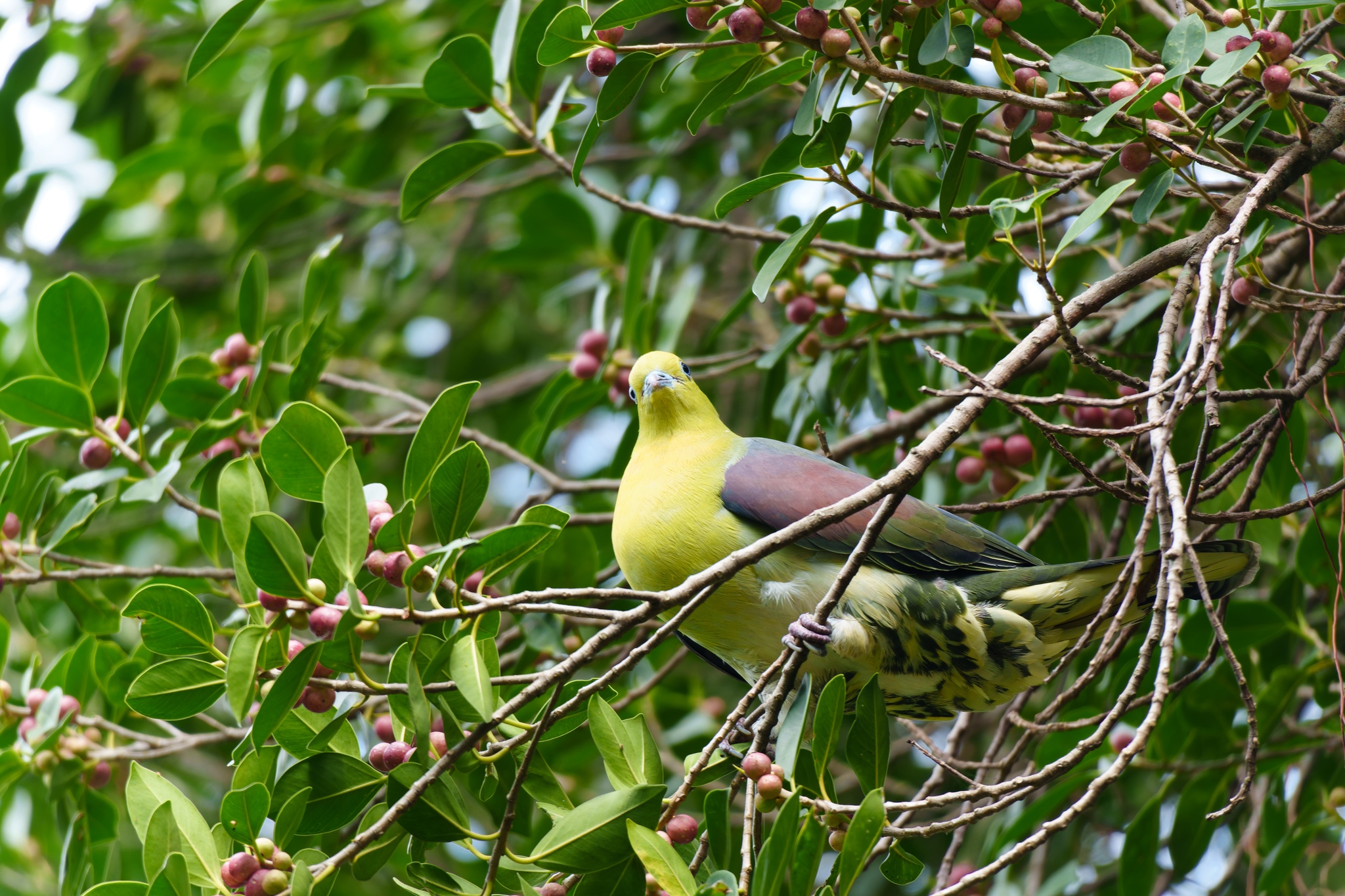 White-bellied Green Pigeon (Treron sieboldii), photo 9