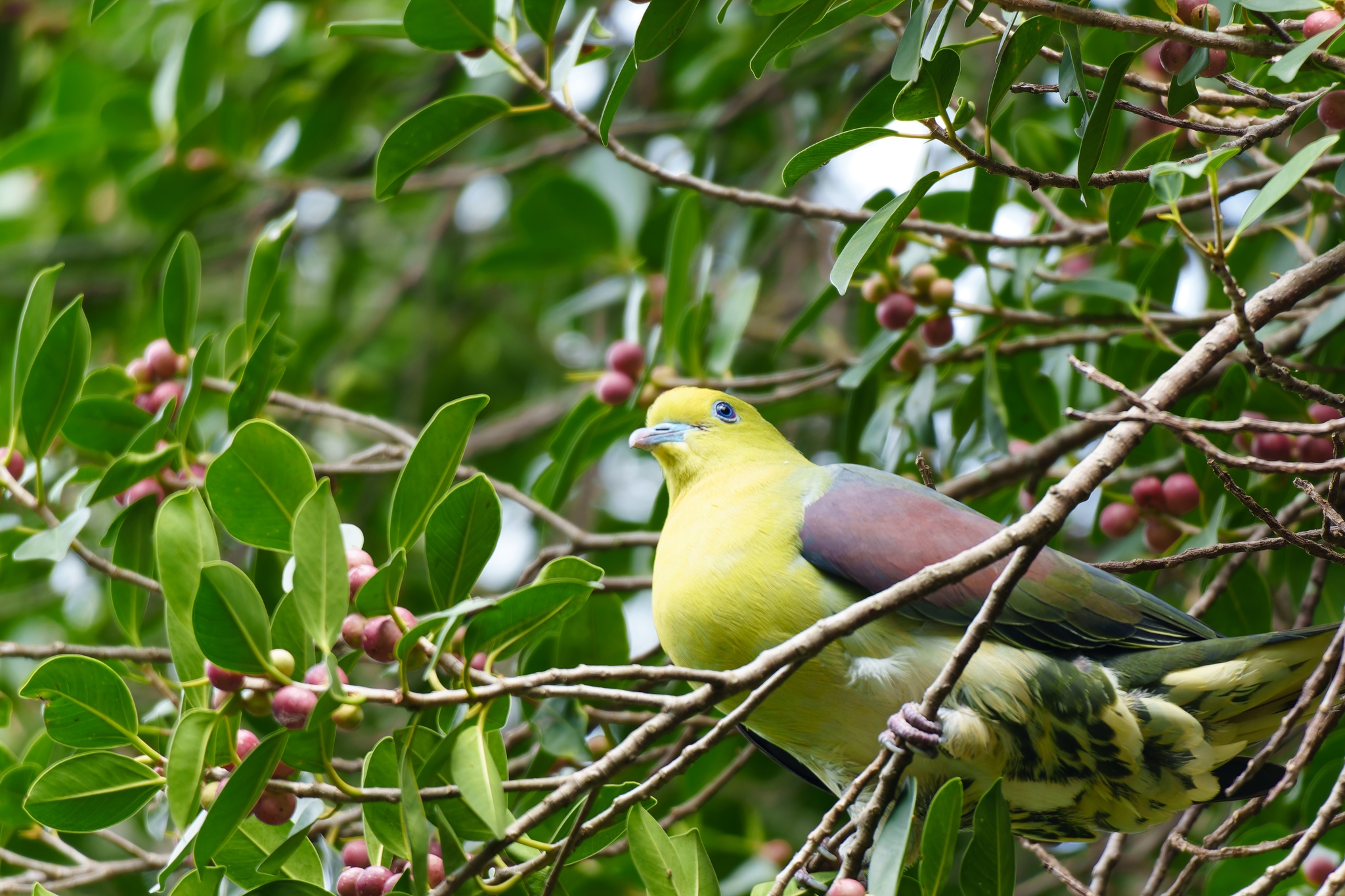 White-bellied Green Pigeon (Treron sieboldii), photo 10