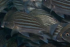 Banded Grunter photo 1