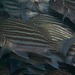 Banded Grunter - Photo (c) Georgina Jones, some rights reserved (CC BY-SA), uploaded by Georgina Jones