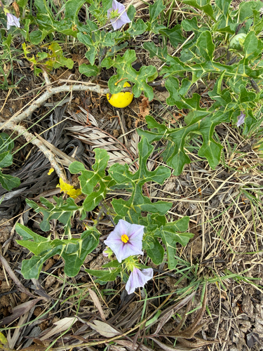 Solanum linnaeanum observed 2026-04-08