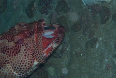 Epinephelus posteli