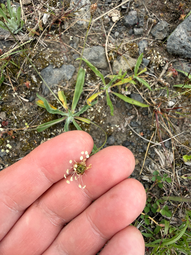 Plantago lanceolata observed 2026-04-08