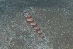 Amblyeleotris wheeleri