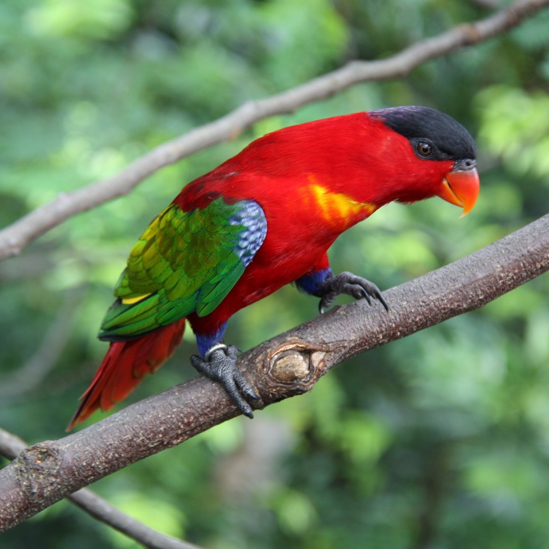 Purple-naped Lory illustration