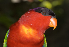 Purple-Naped Lory photo 3