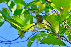 Vireo pallens