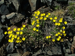 Potentilla uniflora
